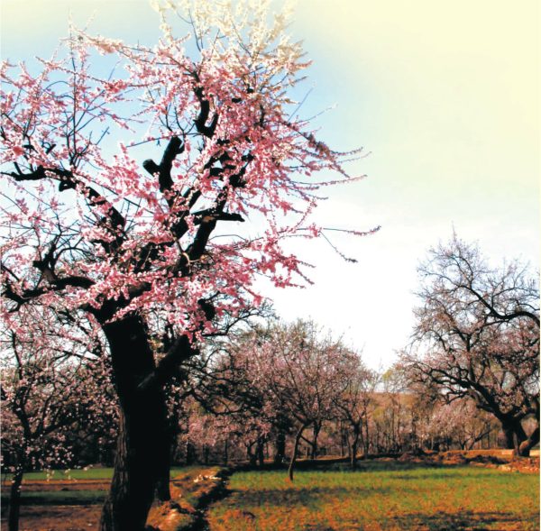 麻城市杏花村—名士美酒传千古