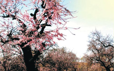 麻城市杏花村—名士美酒传千古