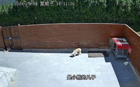 廊坊男子两只宠物犬被人隔墙毒死，当事人：搬来才1天，嫌疑人疑为邻居